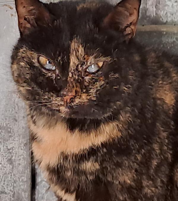 Susina, squamina cieca - adozione del cuore Foto 4